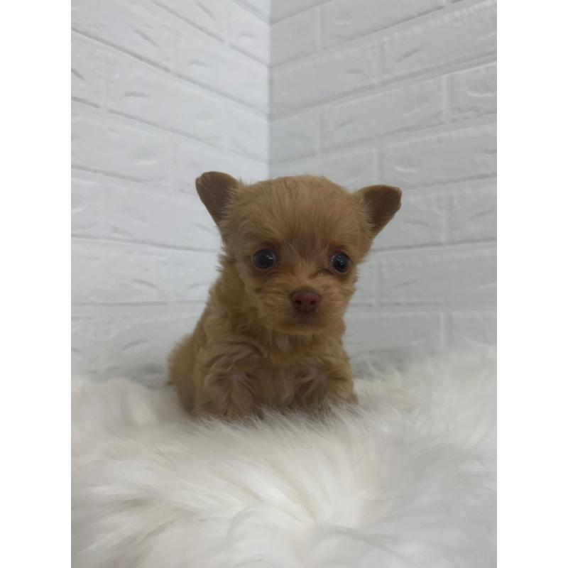 販売中の岡山県のチワプー:チワワ×トイプードル-448772の5枚目