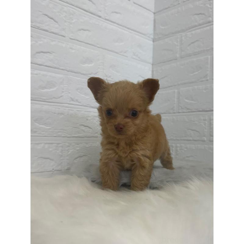 販売中の岡山県のチワプー:チワワ×トイプードル-448772の4枚目