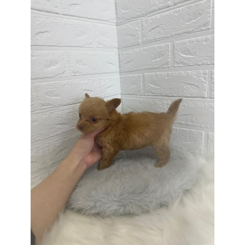 販売中の岡山県のチワプー:チワワ×トイプードル-448772の3枚目