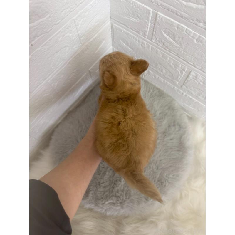 販売中の岡山県のチワプー:チワワ×トイプードル-448772の2枚目