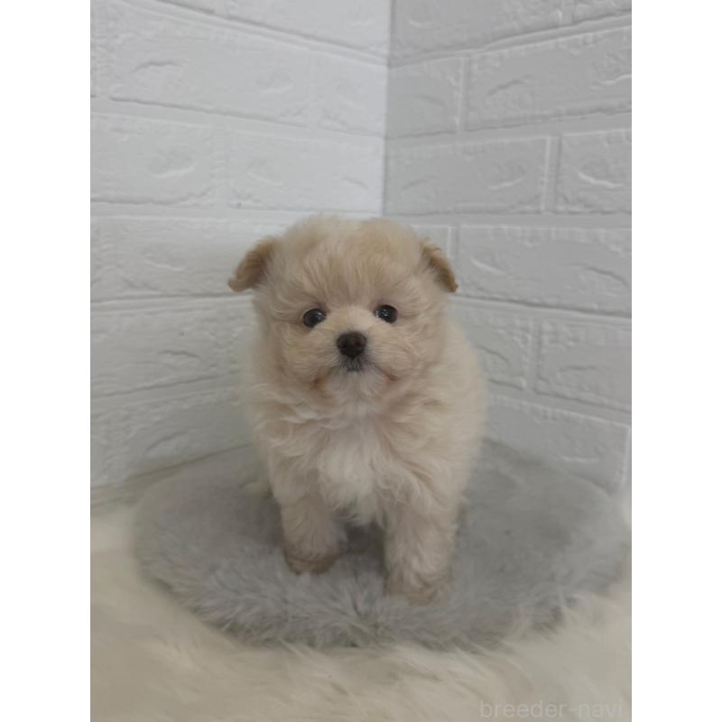 販売中の岡山県のポメプー:ポメラニアン×トイプードル-448773の12枚目