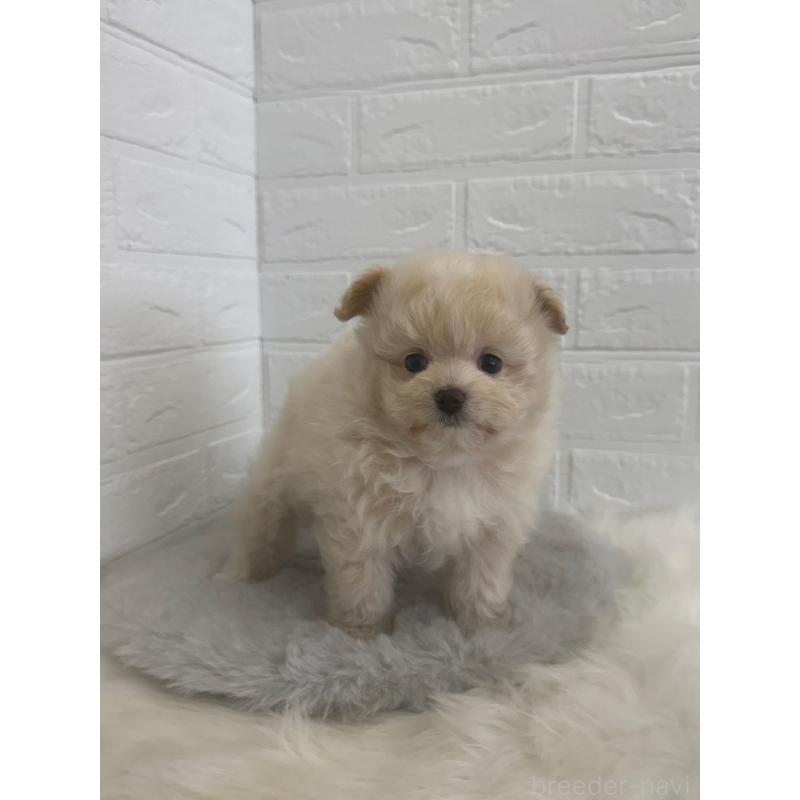 販売中の岡山県のポメプー:ポメラニアン×トイプードル-448773の11枚目