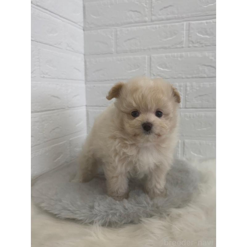 販売中の岡山県のポメプー:ポメラニアン×トイプードル-448773の10枚目