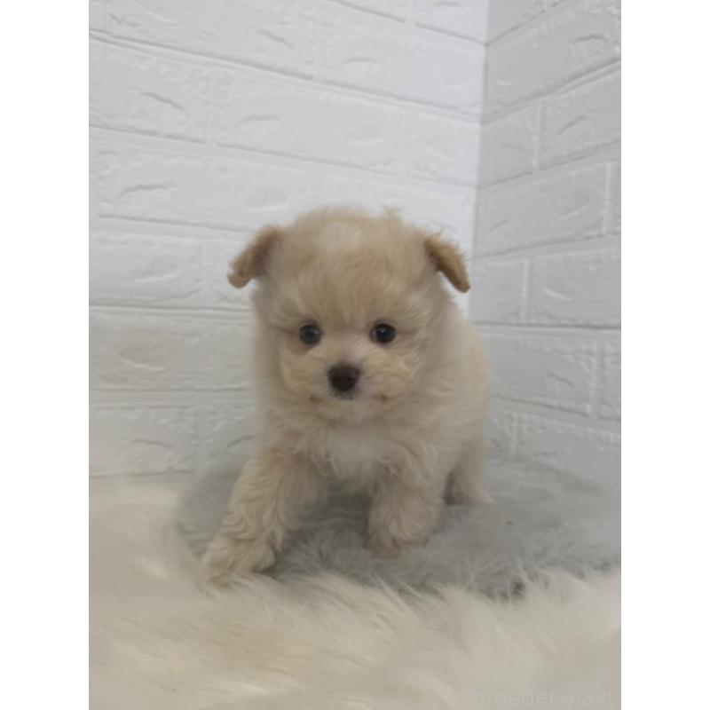 販売中の岡山県のポメプー:ポメラニアン×トイプードル-448773の9枚目