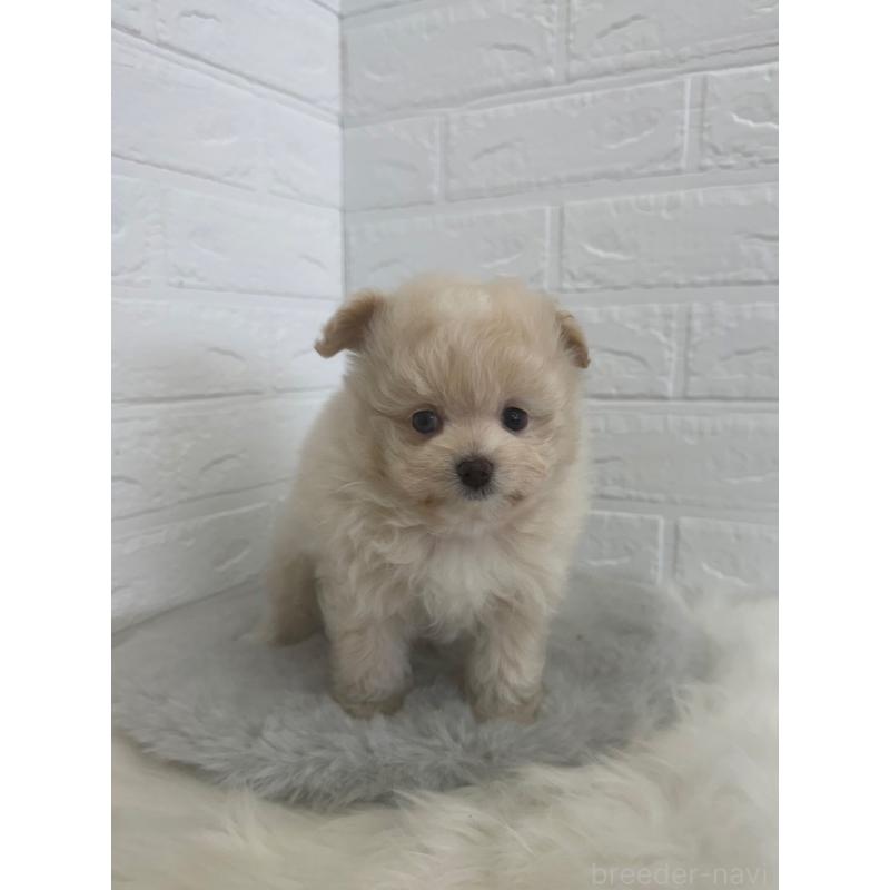 販売中の岡山県のポメプー:ポメラニアン×トイプードル-448773の6枚目