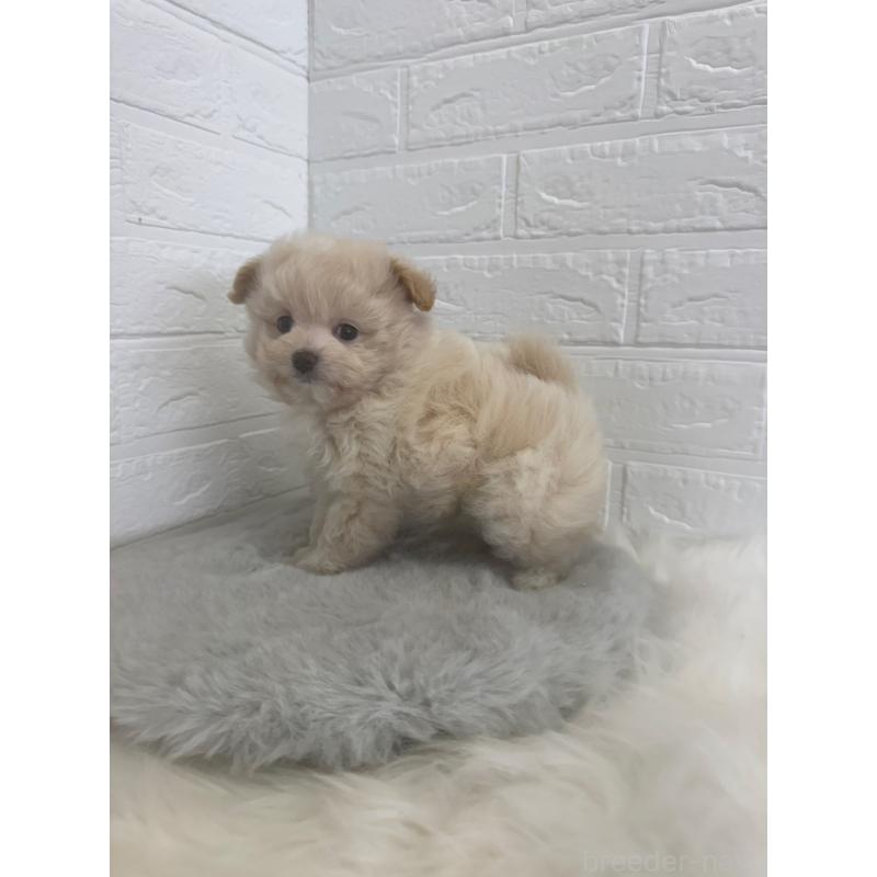 販売中の岡山県のポメプー:ポメラニアン×トイプードル-448773の4枚目