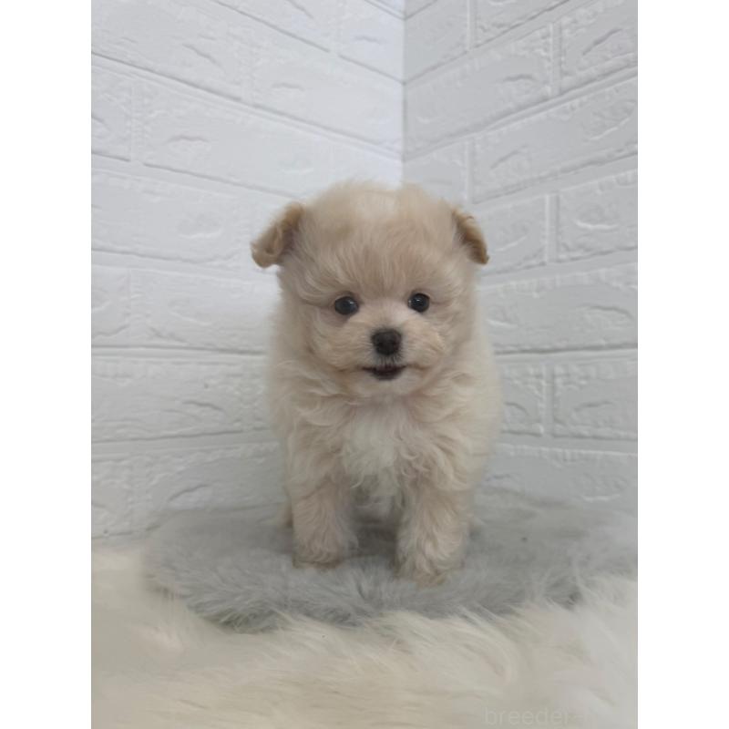 販売中の岡山県のポメプー:ポメラニアン×トイプードル-448773の3枚目