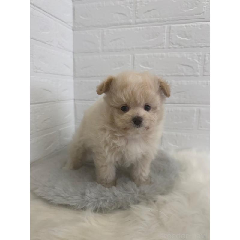 販売中の岡山県のポメプー:ポメラニアン×トイプードル-448773の2枚目