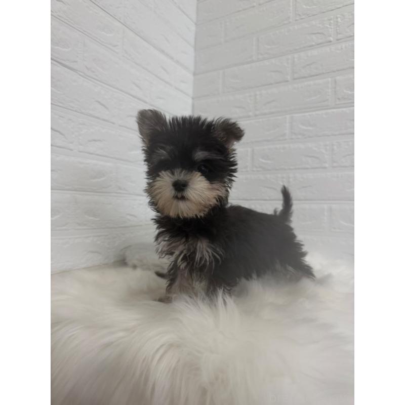 販売中の岡山県のマルシュナ:マルチーズ×ミニチュアシュナウザー-448774の11枚目