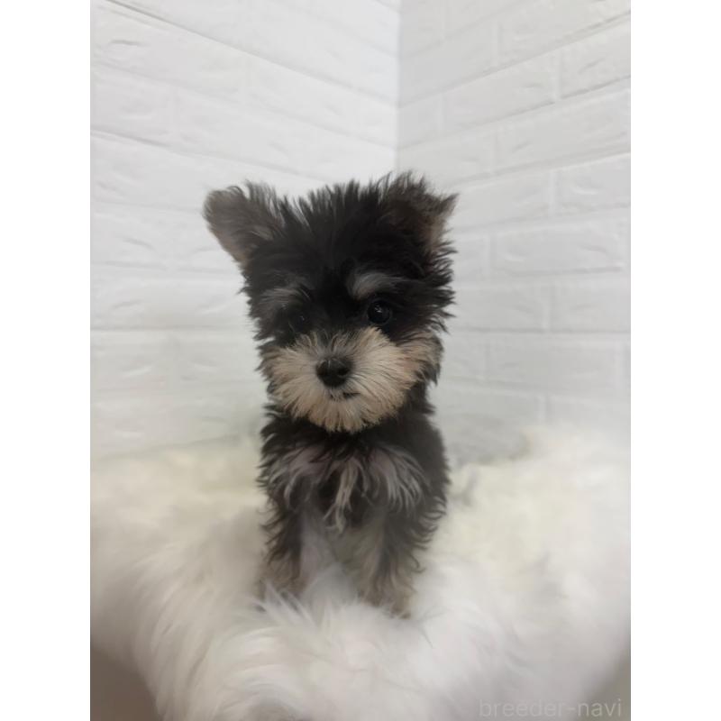 販売中の岡山県のマルシュナ:マルチーズ×ミニチュアシュナウザー-448774の9枚目