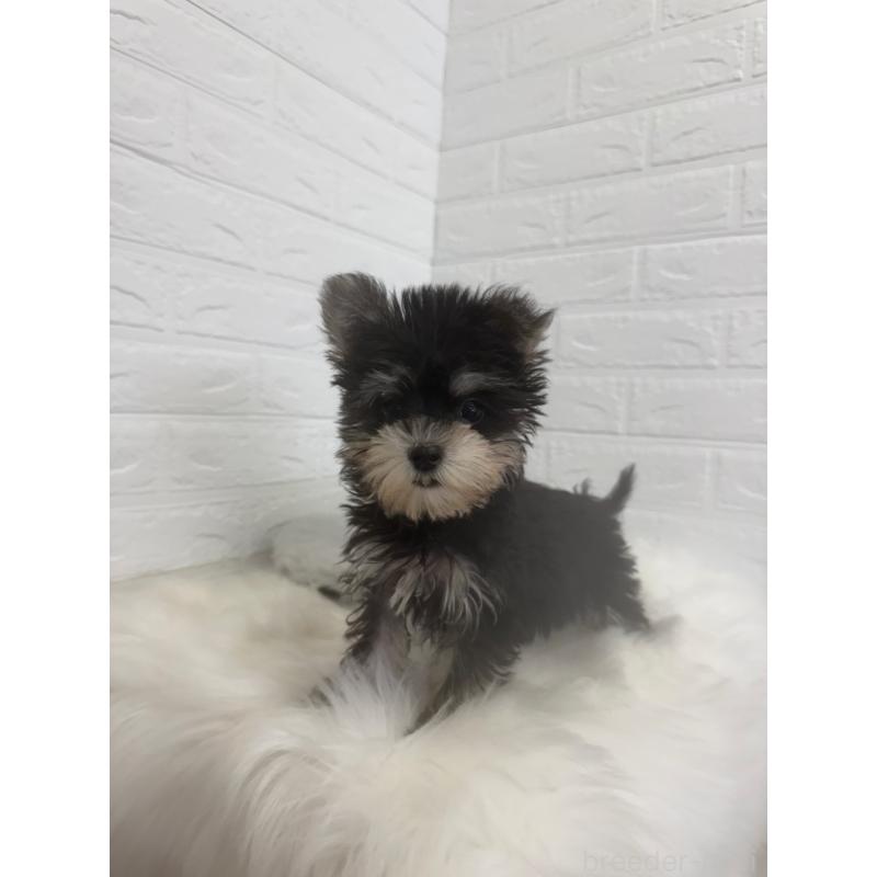 販売中の岡山県のマルシュナ:マルチーズ×ミニチュアシュナウザー-448774の5枚目