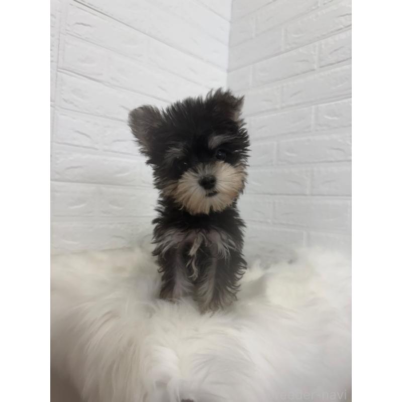 販売中の岡山県のマルシュナ:マルチーズ×ミニチュアシュナウザー-448774の4枚目