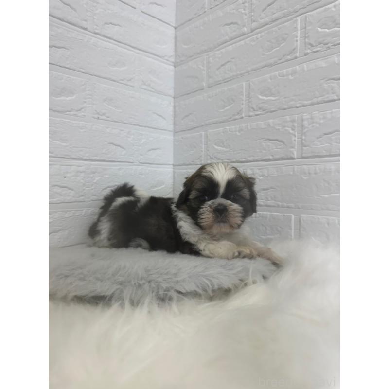 販売中の岡山県のシーズー-448775の11枚目