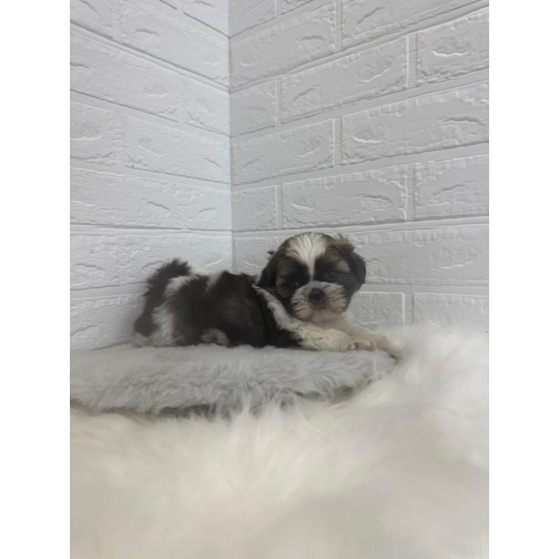 販売中の岡山県のシーズー-448775の10枚目