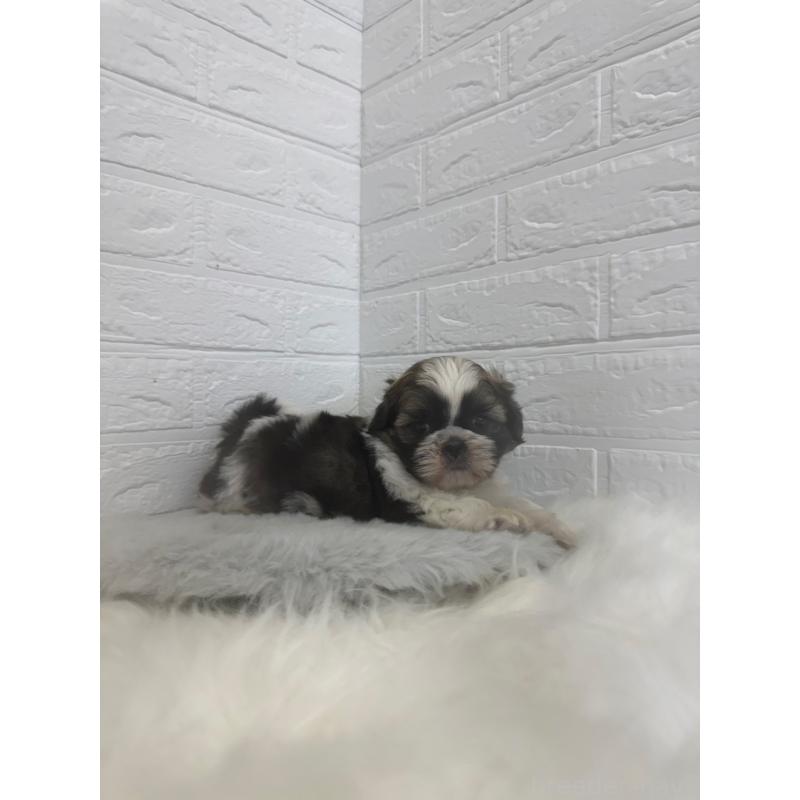 販売中の岡山県のシーズー-448775の9枚目