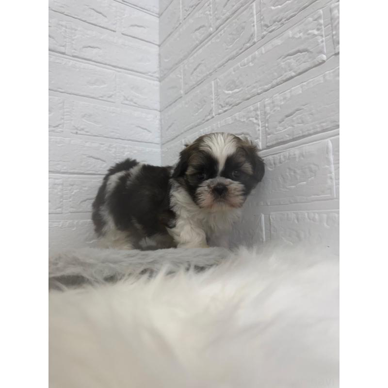 販売中の岡山県のシーズー-448775の8枚目