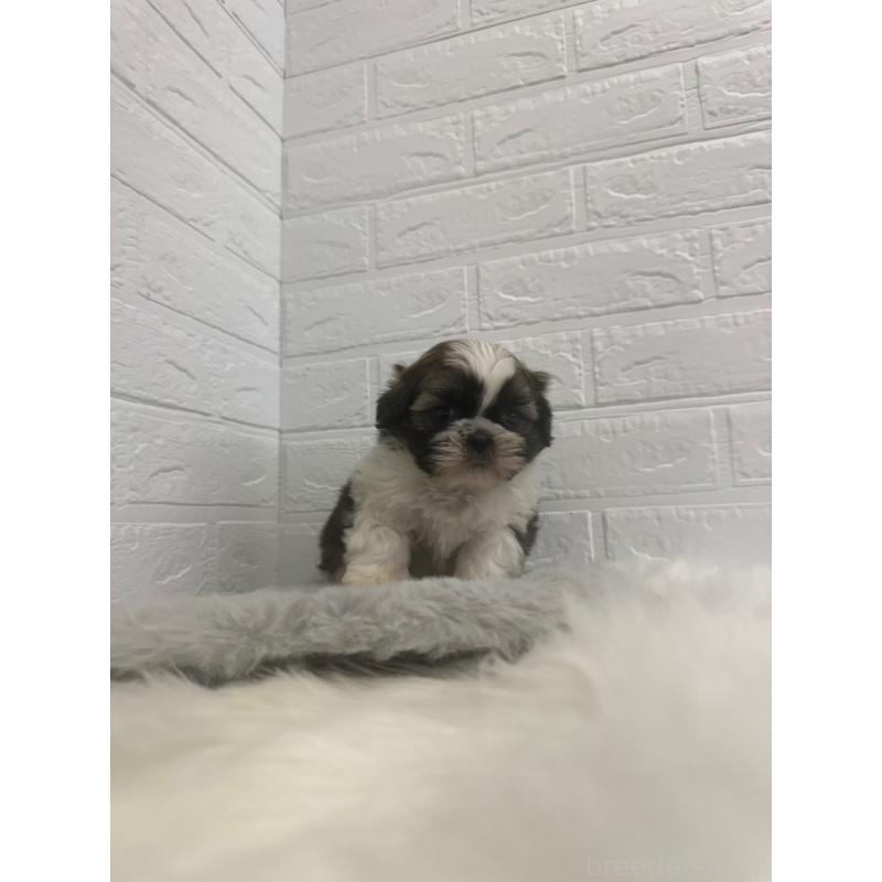 販売中の岡山県のシーズー-448775の7枚目