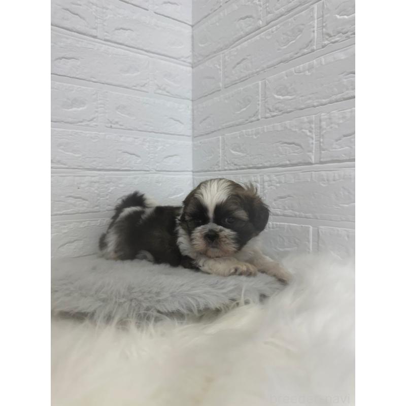 販売中の岡山県のシーズー-448775の6枚目