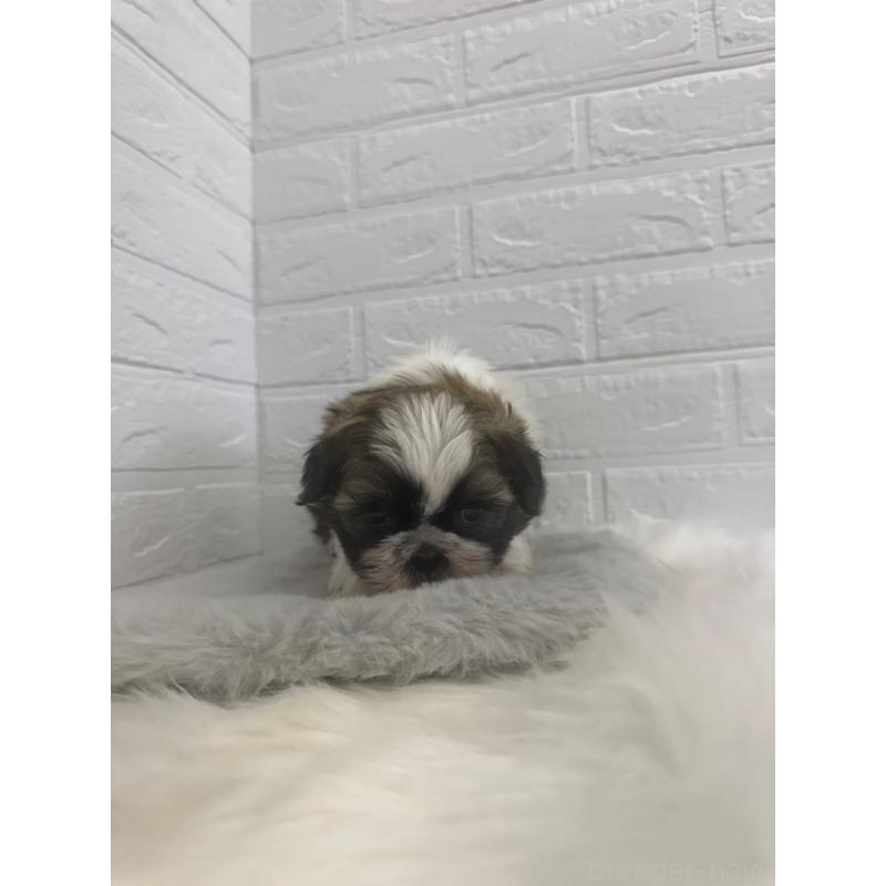 販売中の岡山県のシーズー-448775の5枚目