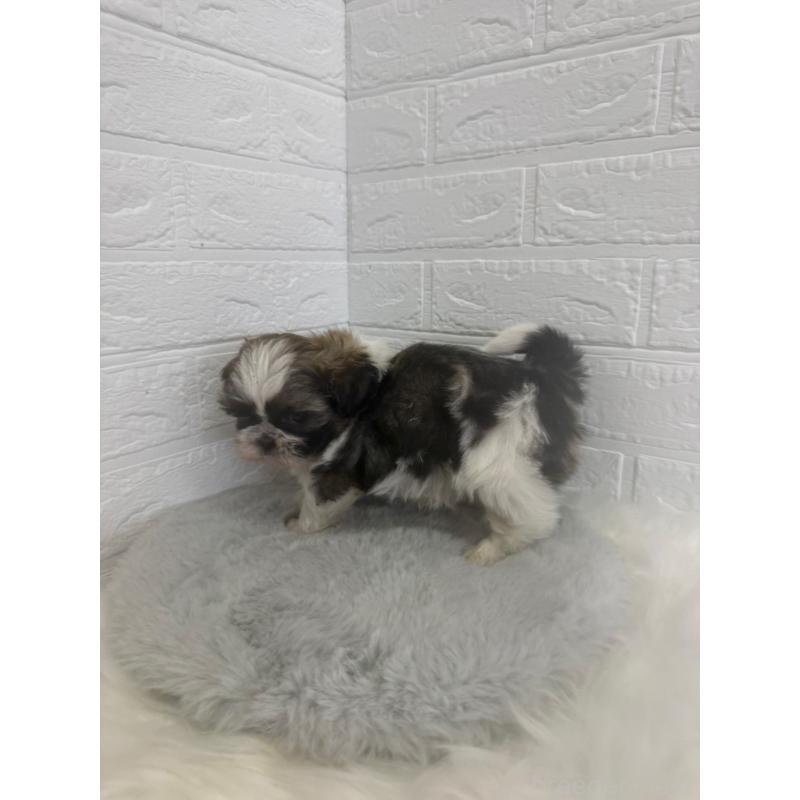 販売中の岡山県のシーズー-448775の3枚目