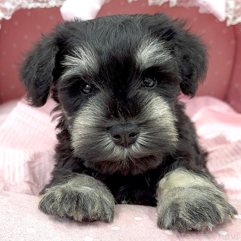 販売中の大阪府のミニチュアシュナウザー-448793の3枚目