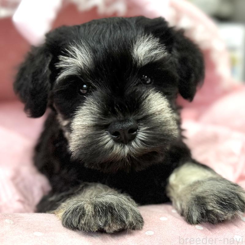 販売中の大阪府のミニチュアシュナウザー-448793