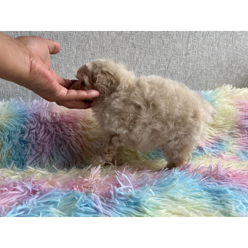 販売中の茨城県のトイプードル-448794の5枚目