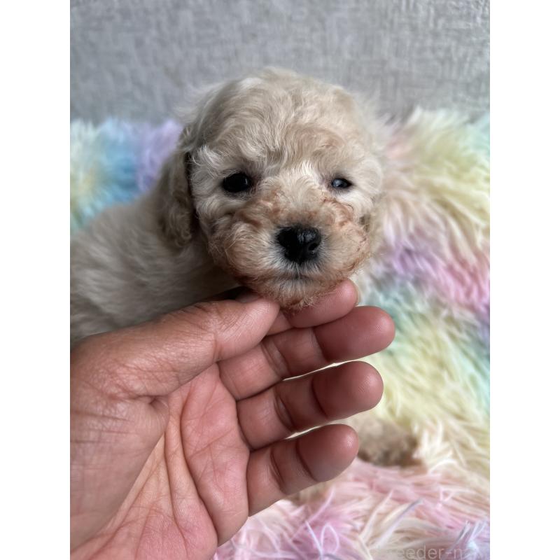 販売中の茨城県のトイプードル-448794の4枚目