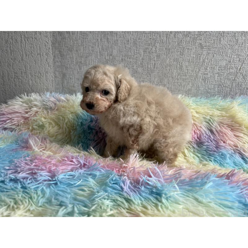 販売中の茨城県のトイプードル-448794の2枚目