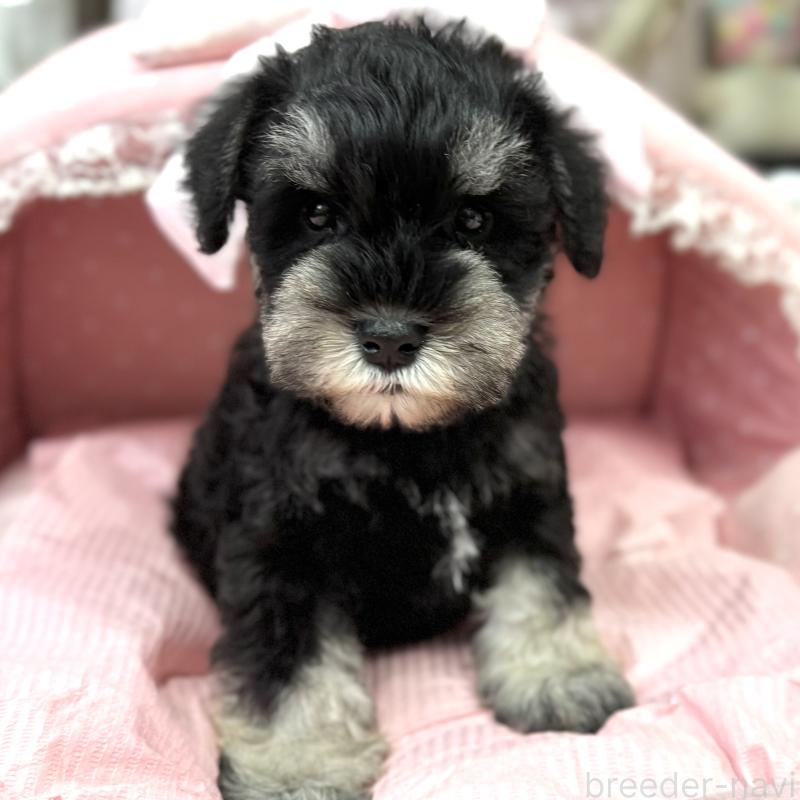 販売中の大阪府のミニチュアシュナウザー-448796の9枚目