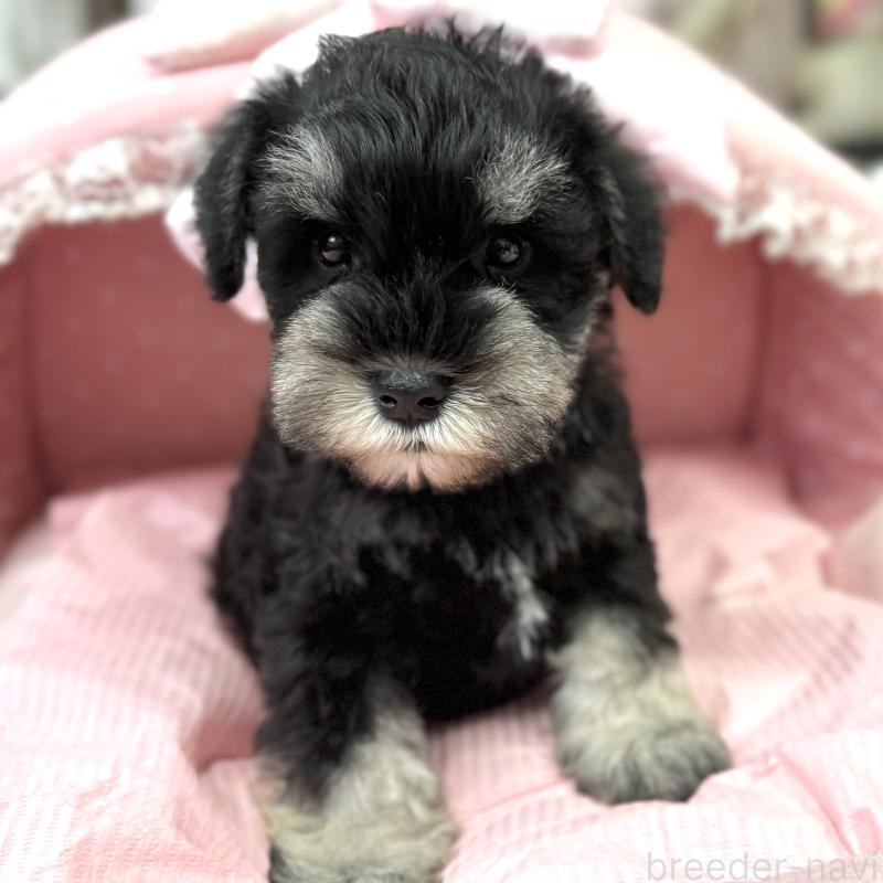 販売中の大阪府のミニチュアシュナウザー-448796の8枚目