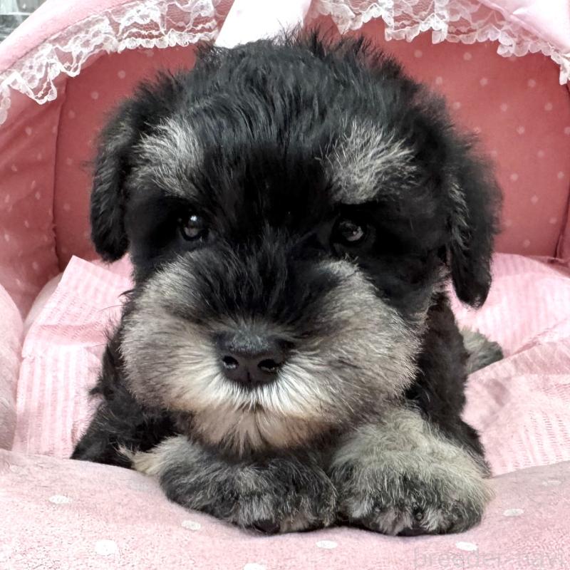 販売中の大阪府のミニチュアシュナウザー-448796の6枚目