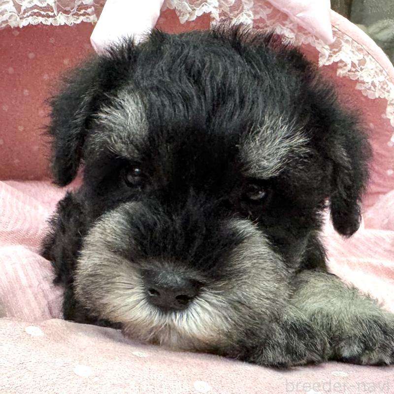 販売中の大阪府のミニチュアシュナウザー-448796の5枚目