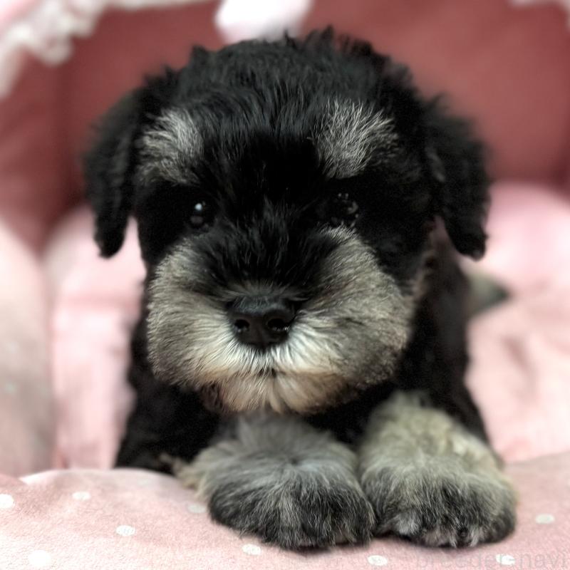 販売中の大阪府のミニチュアシュナウザー-448796の4枚目