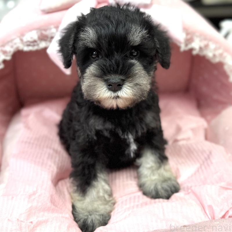 販売中の大阪府のミニチュアシュナウザー-448796の3枚目