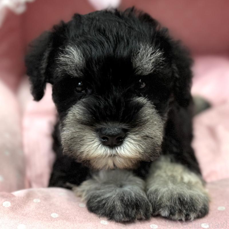 販売中の大阪府のミニチュアシュナウザー-448796の2枚目