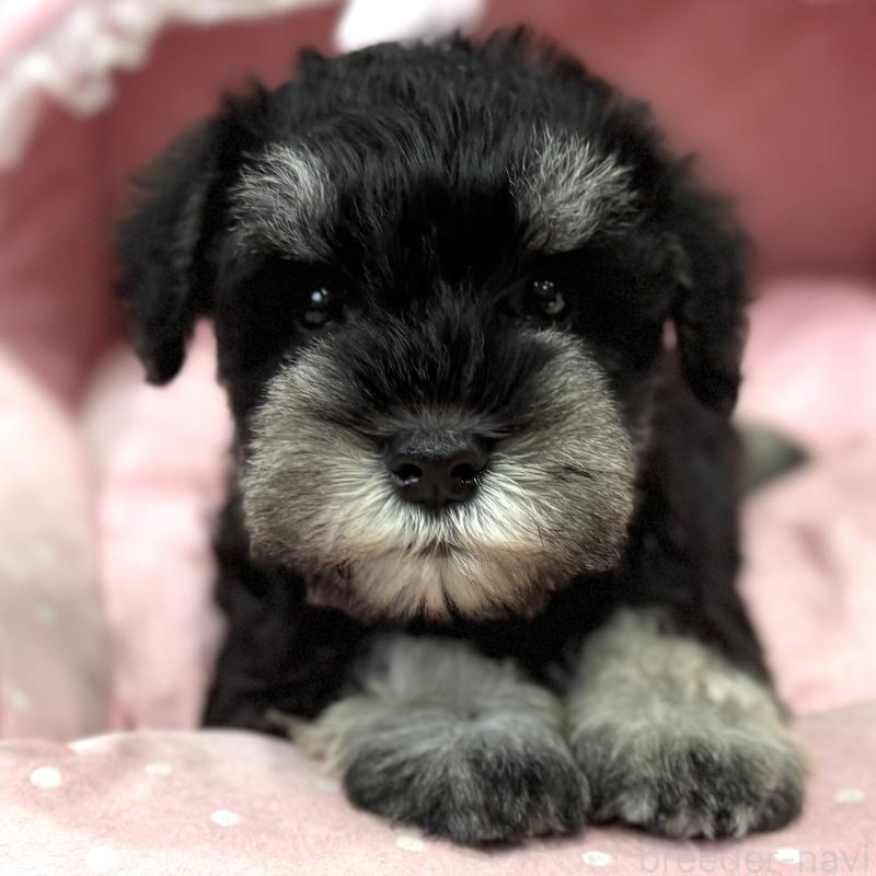 販売中の大阪府のミニチュアシュナウザー-448796の1枚目