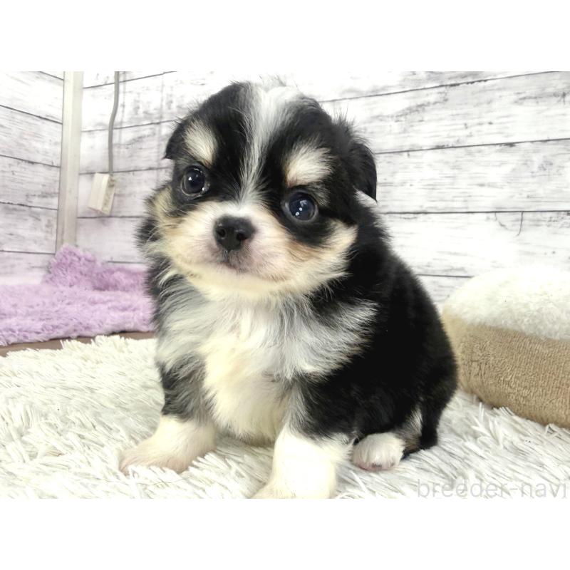 販売中の神奈川県のチワワ(ロングコート)-448797の5枚目