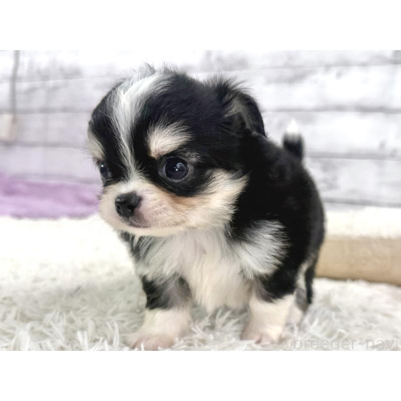 販売中の神奈川県のチワワ(ロングコート)-448797の4枚目