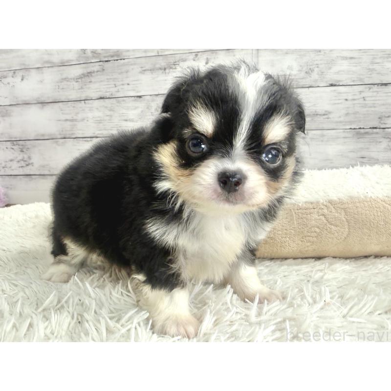 販売中の神奈川県のチワワ(ロングコート)-448797の3枚目