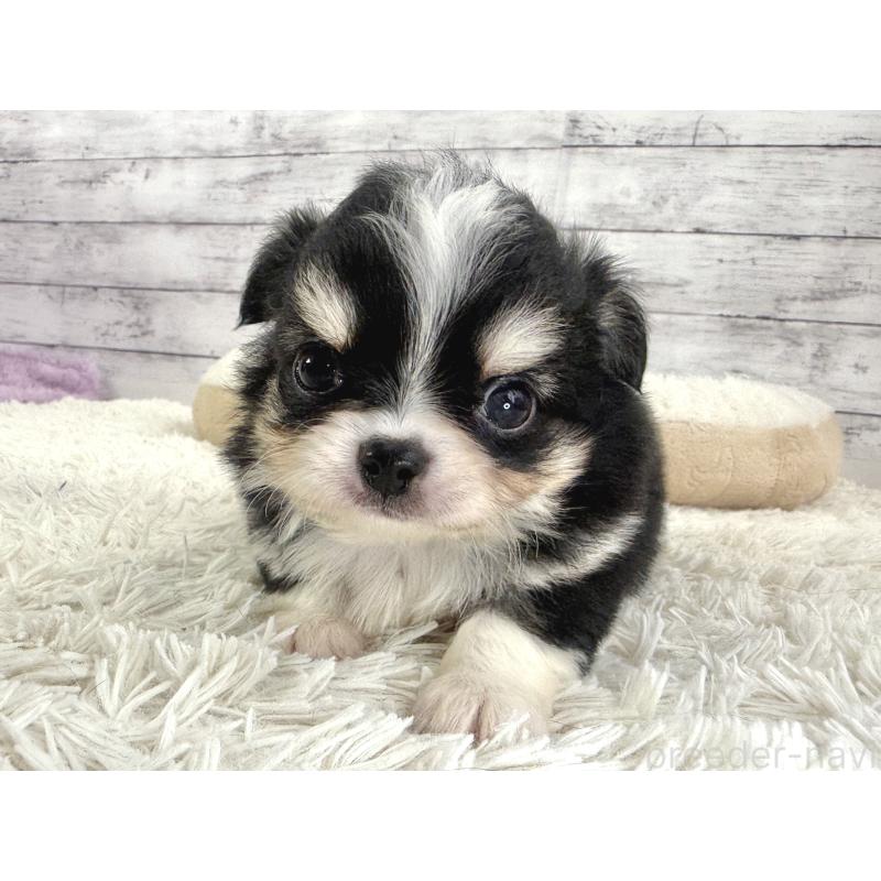 販売中の神奈川県のチワワ(ロングコート)-448797の2枚目