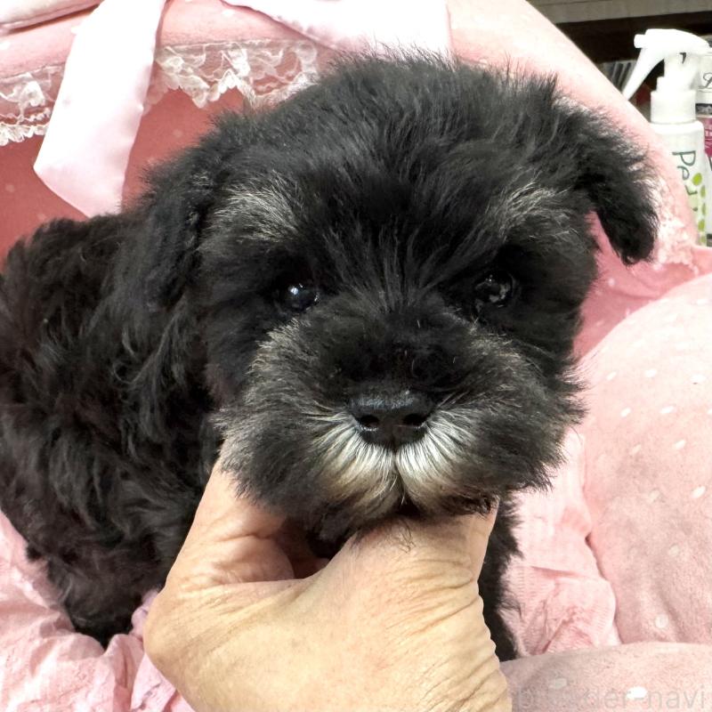 販売中の大阪府のミニチュアシュナウザー-448798の8枚目