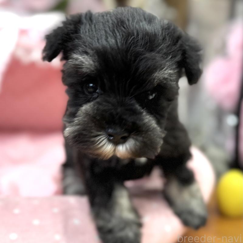 販売中の大阪府のミニチュアシュナウザー-448798の7枚目