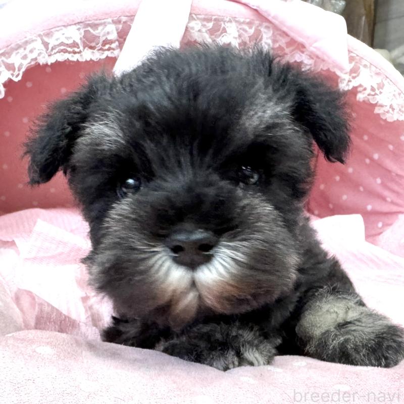 販売中の大阪府のミニチュアシュナウザー-448798の5枚目