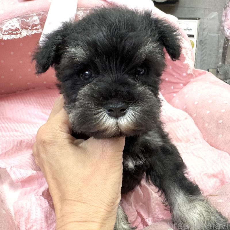 販売中の大阪府のミニチュアシュナウザー-448798の4枚目