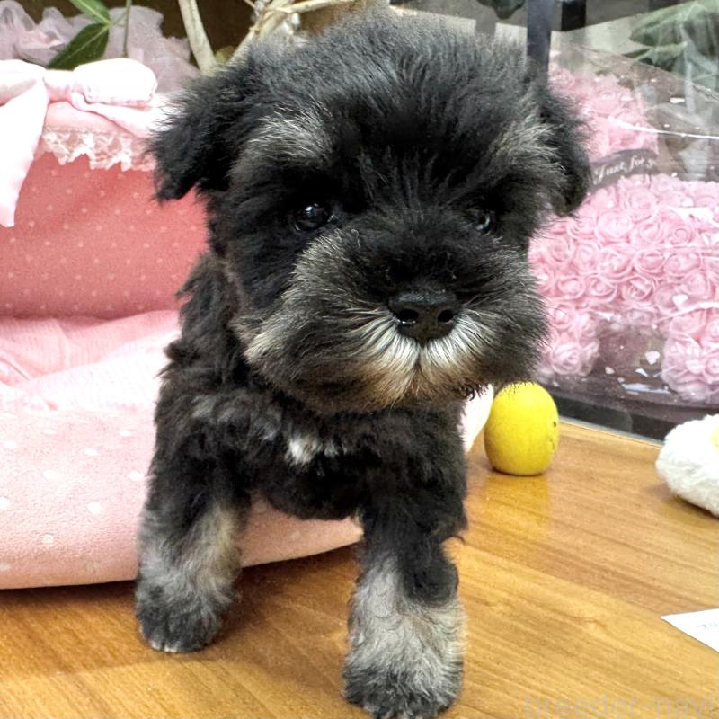 販売中の大阪府のミニチュアシュナウザー-448798の3枚目