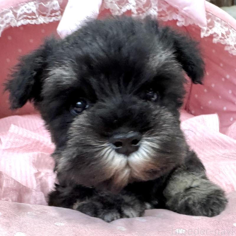 販売中の大阪府のミニチュアシュナウザー-448798の2枚目