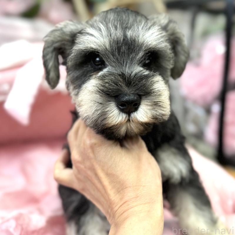 販売中の大阪府のミニチュアシュナウザー-448800の8枚目