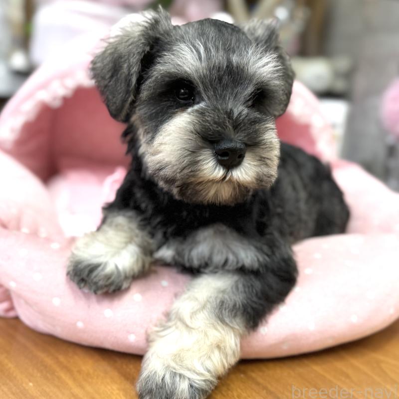 販売中の大阪府のミニチュアシュナウザー-448800の7枚目