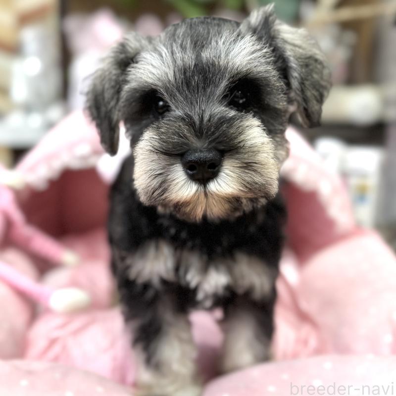販売中の大阪府のミニチュアシュナウザー-448800の6枚目